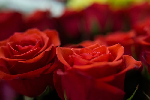 Поговорим на языке цветов: значение подаренных роз